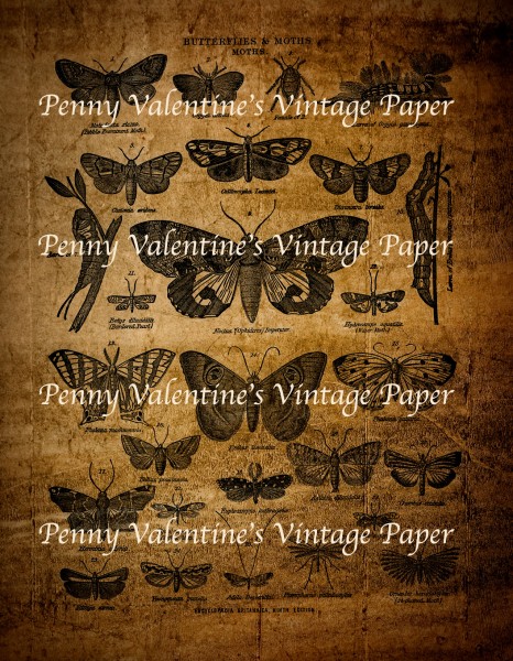 ButterflyGoodPrintingBlackAndSepia-copy10-copy-copy6