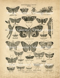 ButterflyPaperBlack&Sepia10