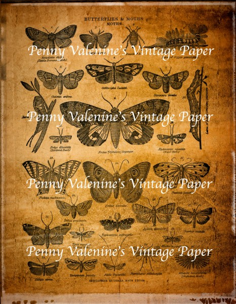 ButterflyPaperBlack&Sepia12