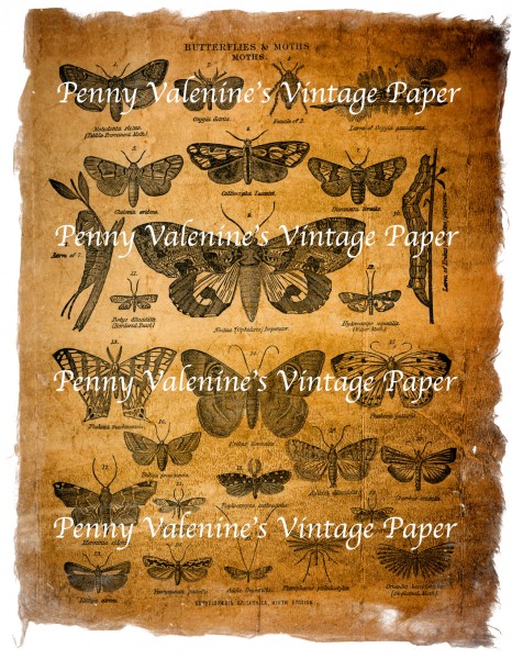 ButterflyPaperBlack&Sepia14