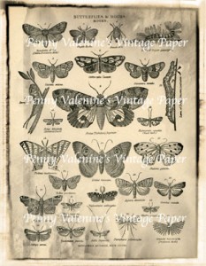 ButterflyPaperBlack&Sepia17