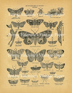 ButterflyPaperBlack&Sepia2