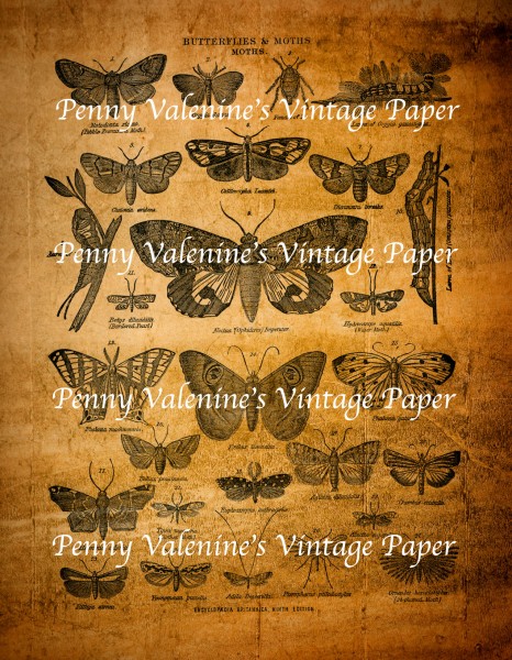 ButterflyPaperBlack&Sepia20