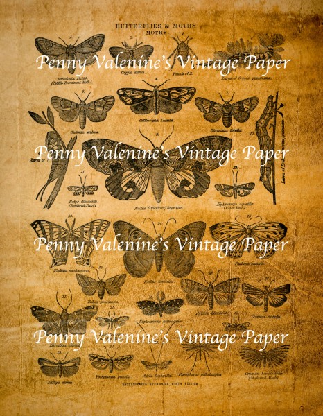 ButterflyPaperBlack&Sepia21