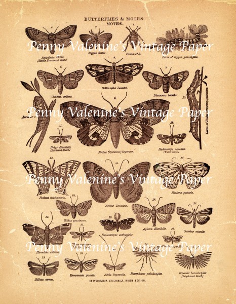 ButterflyPaperBlack&Sepia22