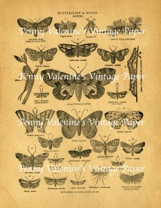 ButterflyPaperBlack&Sepia23