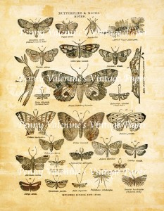 ButterflyPaperBlack&Sepia24