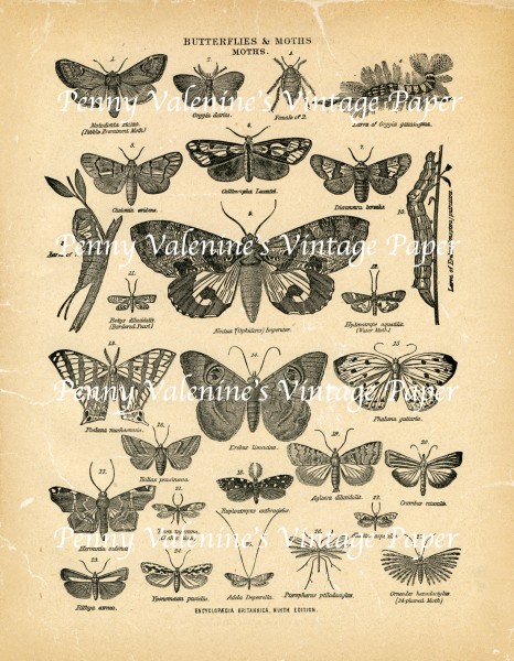 ButterflyPaperBlack&Sepia25