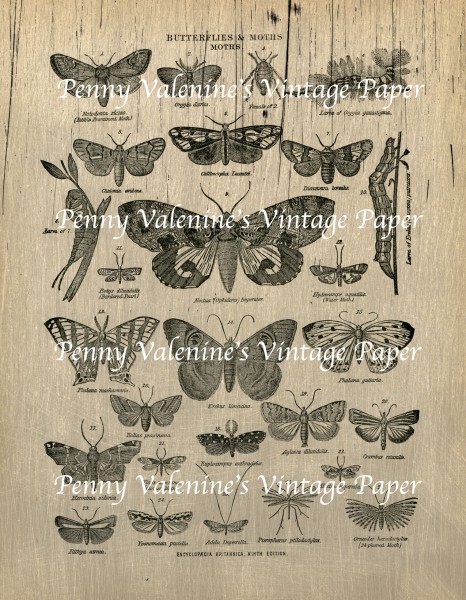 ButterflyPaperBlack&Sepia26