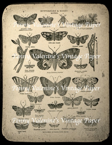 ButterflyPaperBlack&Sepia27