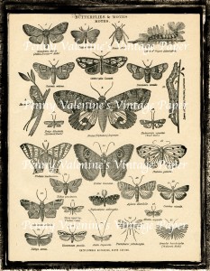 ButterflyPaperBlack&Sepia28