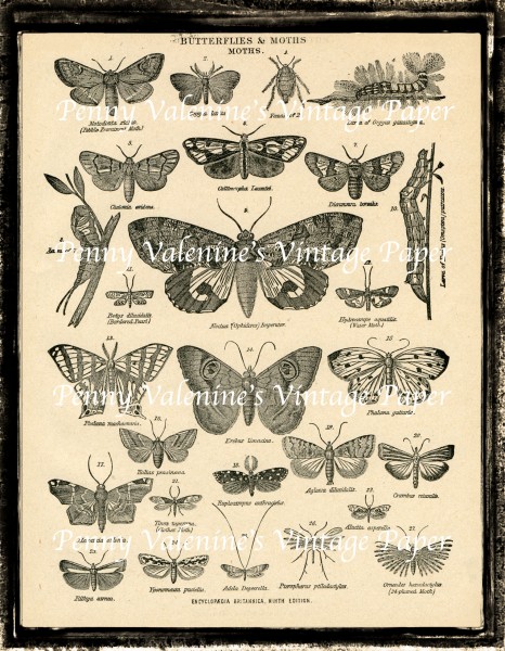 ButterflyPaperBlack&Sepia28