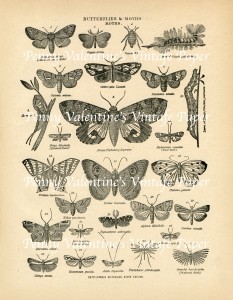 ButterflyPaperBlack&Sepia29