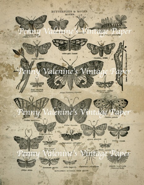 ButterflyPaperBlack&Sepia4