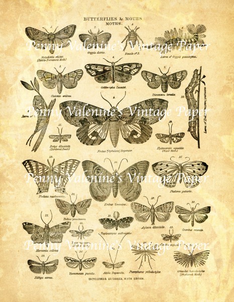 ButterflyPaperBlack&Sepia5