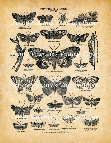 ButterflyPaperBlack&Sepia7