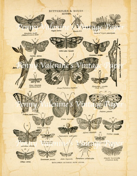 ButterflyPaperBlack&Sepia8