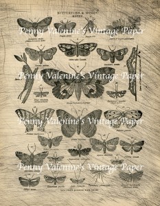 ButterflyPaperBlack&Sepia9