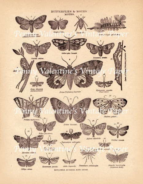 ButterflyPaperSepia&Sepia30